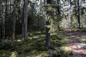 Stig genom nordisk barrsog