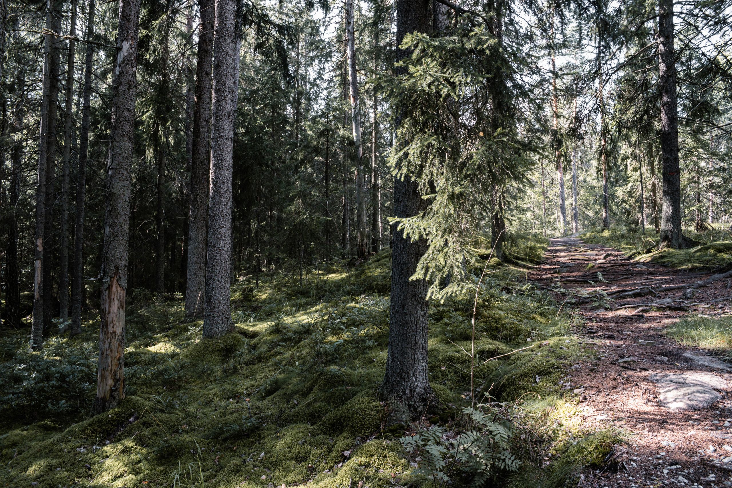 Stig genom nordisk barrsog