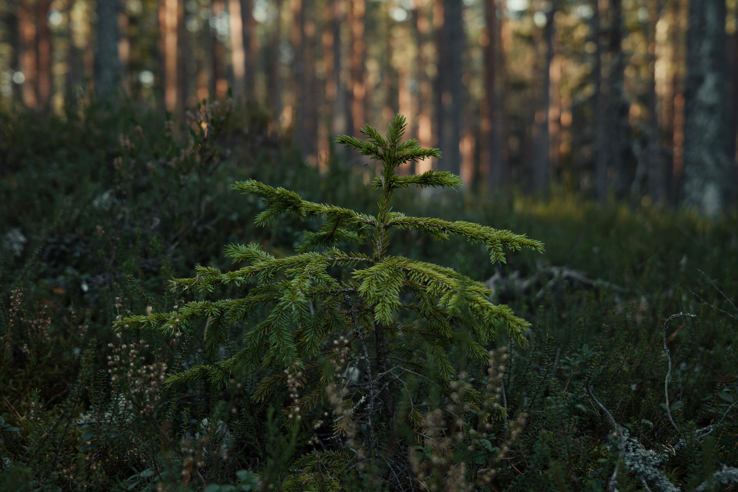 Ung granplanta i skog, sårbar för snytbagge