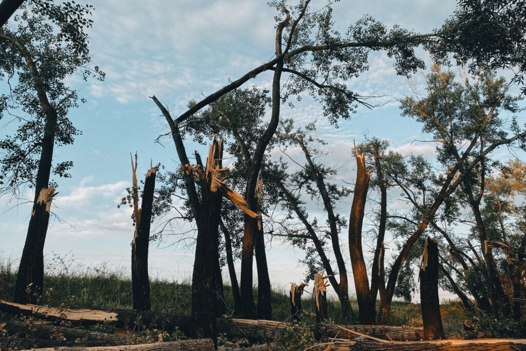 Brutna och vindfällda träd efter storm