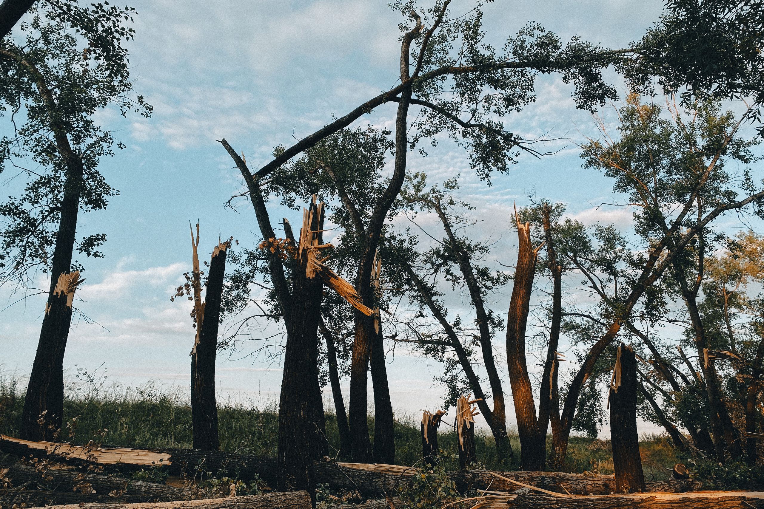 Brutna och vindfällda träd efter storm
